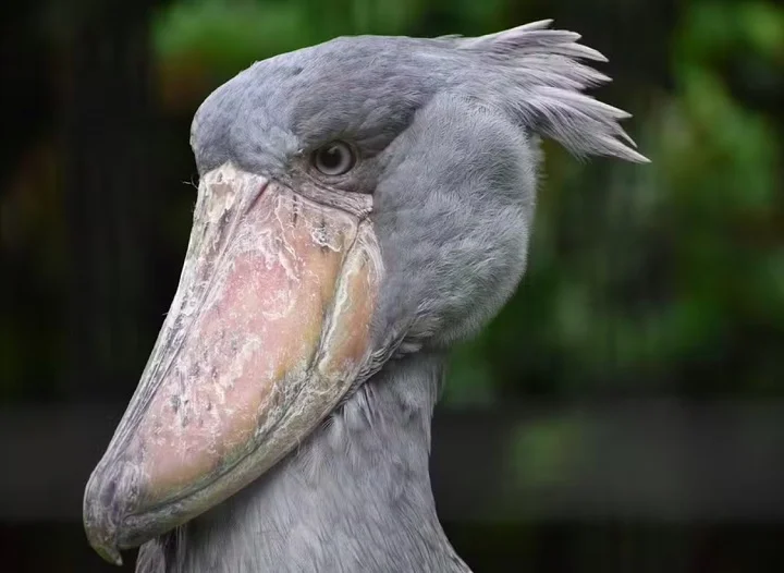 O bico da Cegonha-bico-de-sapato é enorme (o terceiro maior entre as aves do mundo), e ela pode chegar a medir 1,5 metro de altura!