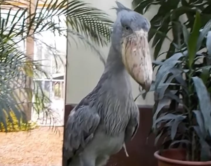 Essa ave pode atingir uma envergadura de até 2,3 metros. Além disso, elas podem viver naturalmente até 30 anos.