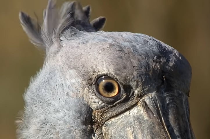 Atualmente, elas são classificadas como Ameaçadas de Extinção pela União Internacional para Conservação da Natureza (IUCN).