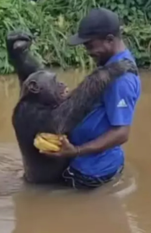 Mesmo após seis anos, o animal foi capaz de identificar o cuidador e correr para saudá-lo. O momento foi registrado pela ONG francesa Papaye International, que cuida da recuperação física de animais e também estimula as suas habilidades. 