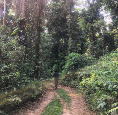 O chimpanzé Citron vive atualmente no Parque Natural Douala-Edéa, na Ilha de Pongo, em Camarões, na África. Ele foi solto na natureza em 2019, após um processo de reabilitação conduzido por Fabrice. 