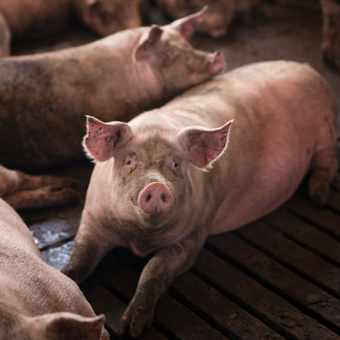 Eles possuem inteligência social, habilidades cognitivas, adaptabilidade, aprendizado rápido de tarefas e reconhecimento de símbolos. 