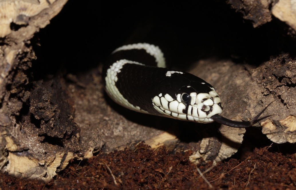 Tem comportamento solitário e é mais ativa ao entardecer e à noite (crepuscular e noturna).
