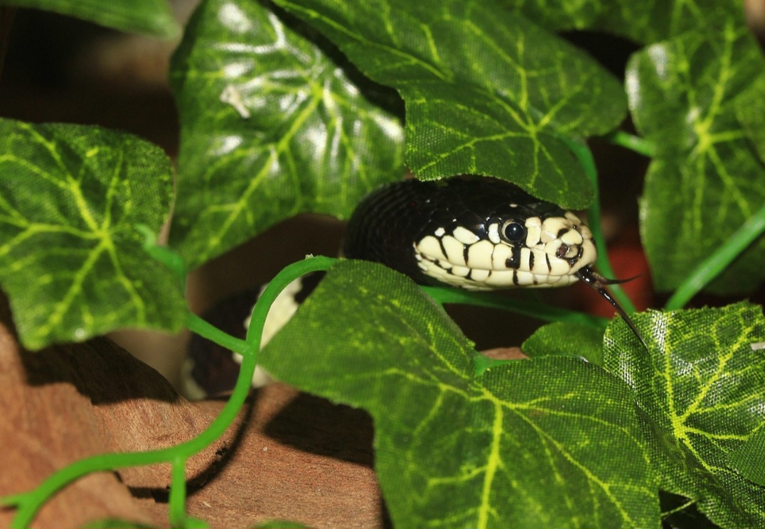 O terrário ideal inclui esconderijos, substrato seco e uma zona de aquecimento com temperatura entre 27°C e 32°C. A umidade deve ser moderada, e a água limpa sempre disponível. Um ambiente seguro reduz o estresse da serpente.
