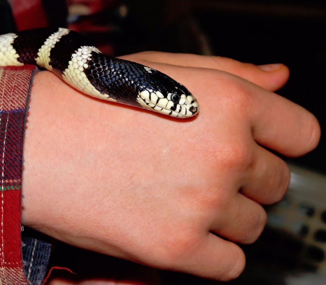 É uma das serpentes mais populares no mercado pet dos EUA devido ao temperamento geralmente dócil. Quando jovem, pode ser mais reativa, mas tende a se acostumar ao manuseio. Vive em cativeiro por mais de 15 anos.  Quando se sente ameaçada, pode vibrar a cauda, liberar um odor desagradável ou tentar morder. No geral, é calma e curiosa.
