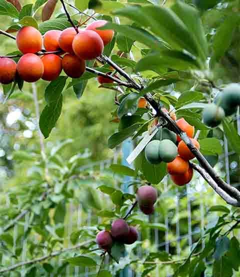 Pessegueiros são conhecidos por sua alta compatibilidade com múltiplos enxertos.
