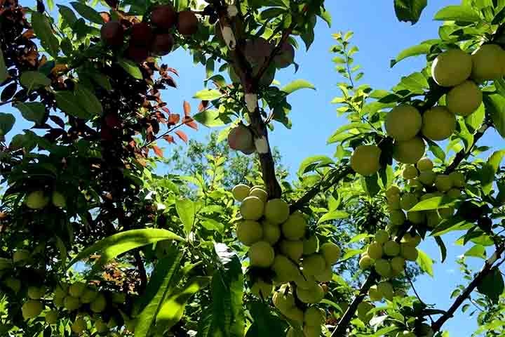 Iniciado em 2008, o projeto foi desenvolvido por meio da técnica milenar da enxertia — usada há mais de 3 mil anos por culturas como a chinesa. 