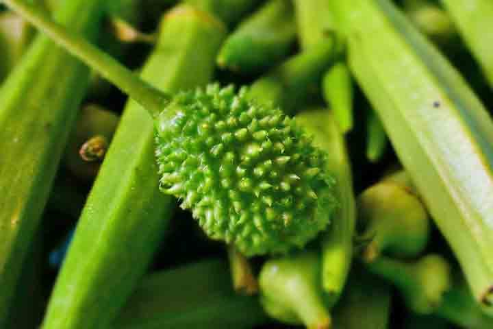 Com um sabor levemente amargo e textura crocante, o maxixe é bastante consumido no Norte e Nordeste do Brasil. Essa hortaliça traz inúmeros benefícios à saúde, como auxiliar na perda de peso por ajudar na saciedade e possuir propriedades diuréticas que eliminam líquidos do corpo.