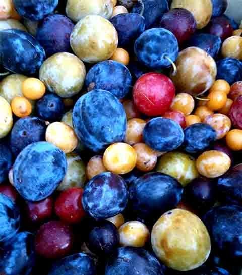 Entre as variedades produzidas, há desde frutas comuns até tipos raros, como pêssegos brancos, ameixas japonesas e cerejas de várias tonalidades.