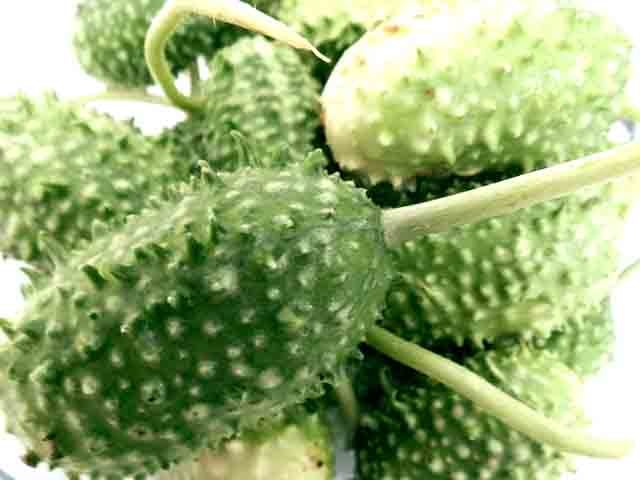 A vitamina C presente no maxixe melhora a absorção do ferro presente nos alimentos, ajudando a prevenir a anemia. A vitamina A, por sua vez, é fundamental para uma visão saudável e auxilia na prevenção de doenças como cegueira noturna e degeneração macular. 