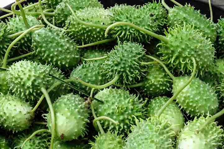 É uma escolha saudável para pessoas com diabetes. Afinal, os nutrientes do maxixe podem melhorar a sensibilidade à insulina e ajudar a manter os níveis de glicose sob controle.