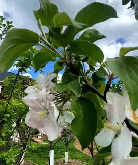 Embora a técnica usada não seja nova, o que chama a atenção é a escala e o impacto visual da árvore — por isso, ela foi apelidada de “Frankenstein”.