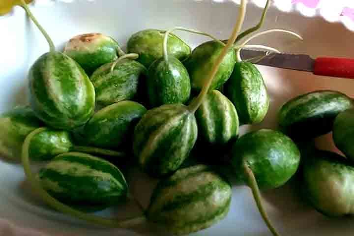 O maxixe previne o envelhecimento precoce por ter boas quantidades de vitamina C e clorofila. Esses nutrientes possuem ação antioxidante que protegem as células da pele contra os danos causados pelos radicais livres.