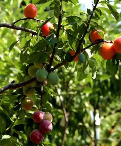 O projeto chama a atenção para a perda de diversidade agrícola nos Estados Unidos, onde milhares de variedades de frutas foram extintas ou estão ameaçadas devido à industrialização, doenças e mudanças climáticas.