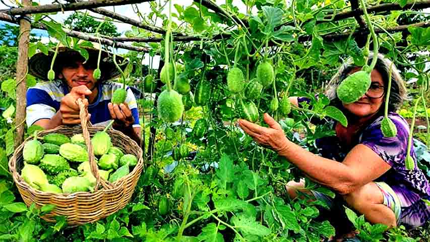 Da mesma forma, o maxixe não é indicado para bebês antes dos seis meses de idade e pessoas com diverticulite devem evitar seu consumo.