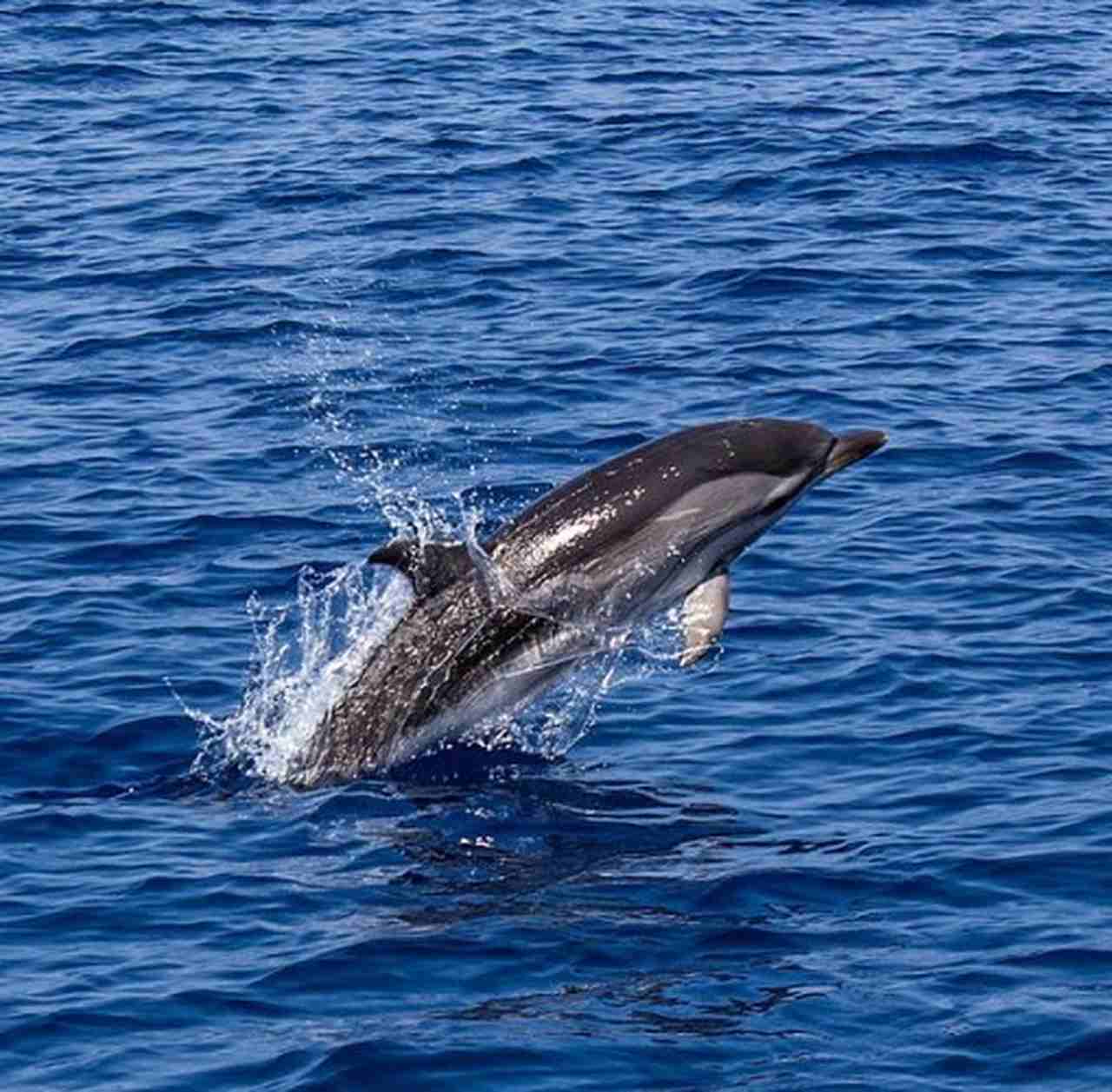 Vale destacar que os cetáceos são mamíferos aquáticos. Ou seja, os animais que se encaixam neste contexto os botos, os golfinhos, as baleias e também as orcas.