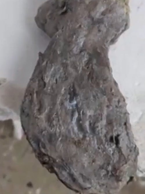 Biólogos destacam que pode ser apenas o esqueleto de alguma parte de um cetáceo que morreu no mar e, depois, foi arrastado para a praia pela força das ondas no local.