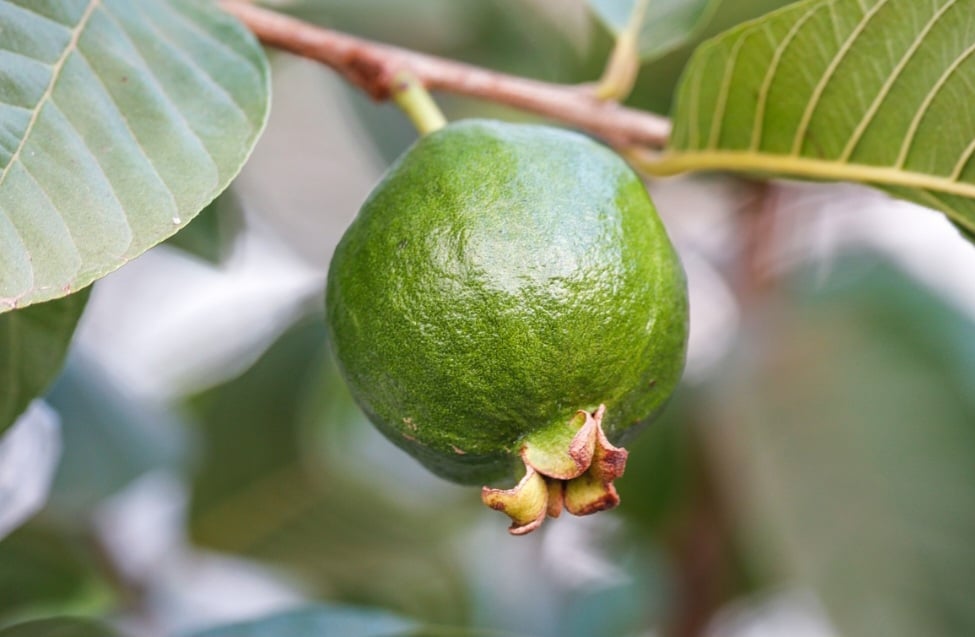 Desse modo, a goiaba possui vários significados simbólicos, incluindo fertilidade, abundância, riqueza, prosperidade, e até mesmo perda de energia e autoridade, dependendo do contexto.