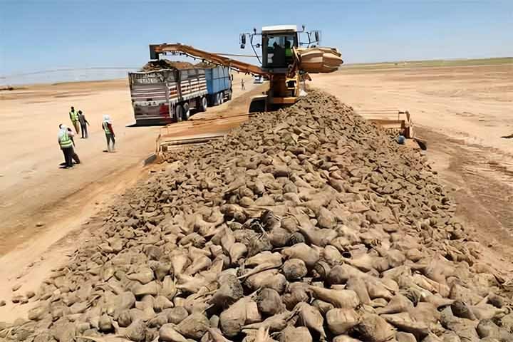 Um projeto com participação de uma empresa chinesa fez de uma área desértica do Egito um espaço de terras agrícolas. 
