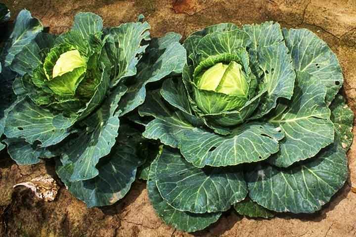 A couve é uma boa fonte de provitamina A, que auxilia na síntese da queratina, e é rica em vitamina C, um nutriente solúvel em água que funciona como antioxidante.