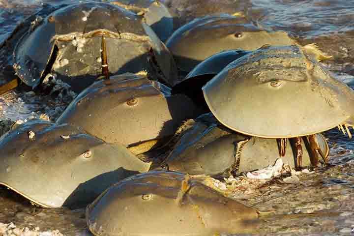 Durante a maré alta da primavera, milhões de caranguejos-ferradura sobem às praias para acasalar. 