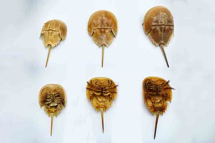 Com uma aparência que pouco mudou ao longo de milhões de anos, eles são uma das mais antigas espécies animais do planeta.