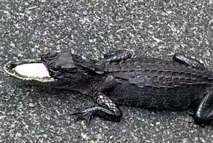 Tudo começou quando, em 2023, um morador da Flórida encontrou um filhote de jacaré sem o maxilar superior em um pântano próximo a Orlando.