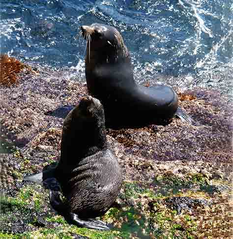 Nesses locais, espécies como Albatrozes e Pinguins, se utilizam da vida marinha e da pouca ou nenhuma interferência humana para se reproduzir.  
