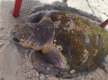Tartaruga ameaçada de extinção é resgatada em Aquiraz e levada ao Rio Grande do Norte por falta de centro de reabilitação no Ceará 