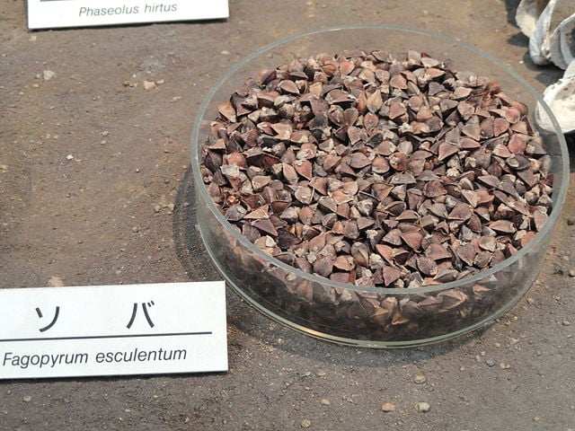 Trigo-sarraceno - Apesar do nome, não é trigo; originou-se na Ásia Central e espalhou-se pelo Leste da Europa e Rússia, onde é amplamente cultivado. Adapta-se bem a solos pobres, o que o torna uma cultura resistente.