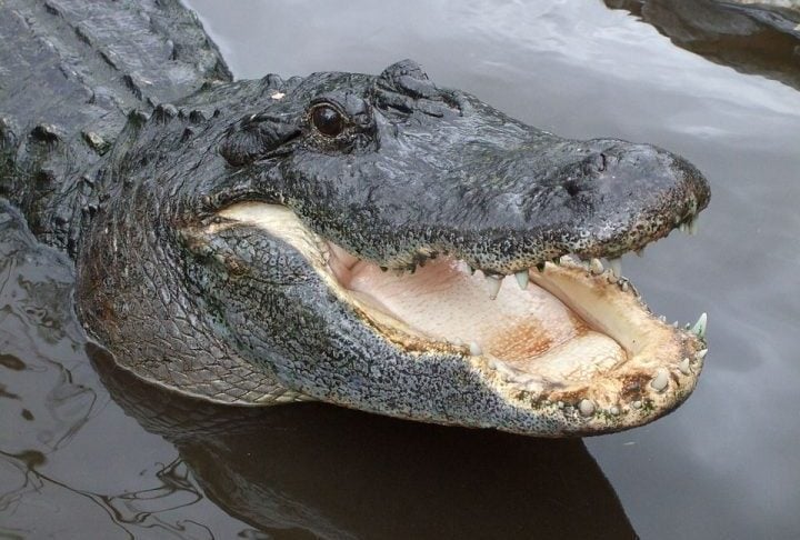 A principal diferença entre jacarés e crocodilos está no formato do focinho e na forma como os dentes se encaixam.