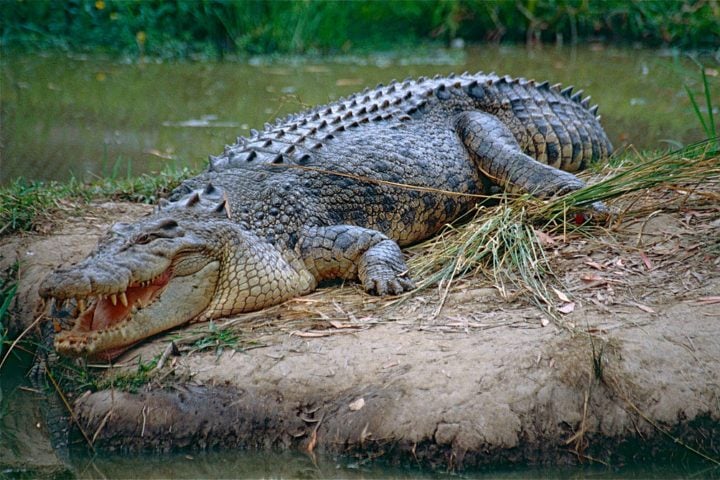 Além disso, os crocodilos podem viver em águas salgadas, enquanto os jacarés se limitam a águas doces. Os crocodilos também tendem a ser mais agressivos e podem ser maiores que os jacarés.