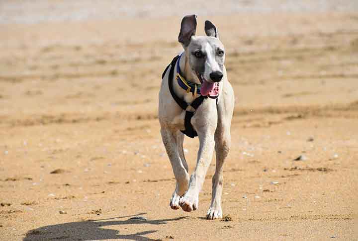 Mas se você quiser ter um whippet, cuidado! Eles são frágeis ao frio, já que são muito magros e possuem pelos finos. Em baixas temperaturas é necessário agasalhá-los.