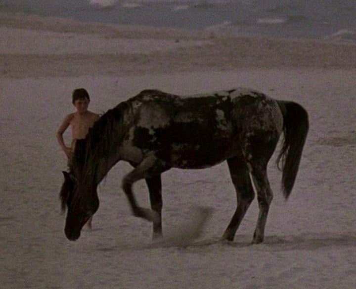 Após um naufrágio, Alec e o cavalo ficam presos em uma ilha deserta, onde desenvolvem um vínculo especial. 