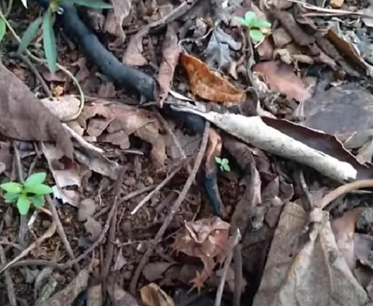 Por isso, conseguem se camuflar em vegetações mortas, com diversas folhas caídas no chão, se escondendo assim de possíveis predadores.