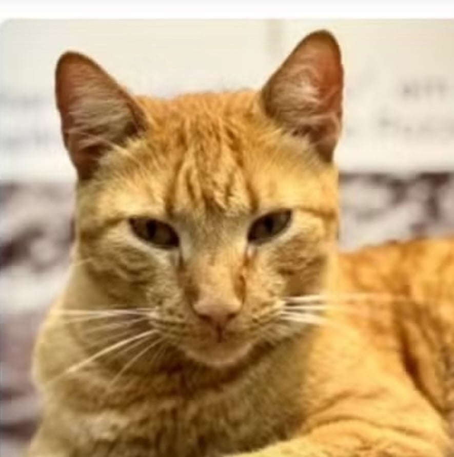 Lelo não tem raça definida. Ele é um macho de 4 meses, com pelagem curta, que é castrado e pesa sete quilos. Ele usa um microchip para que possa ser rastreado e virou um xodó nos gabinetes dos parlamentares e no plenário.