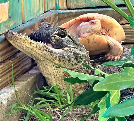 Desde então, Jawlene se recuperou, cresceu e até fez amizade com uma tartaruga chamada Nellie Wafer. 