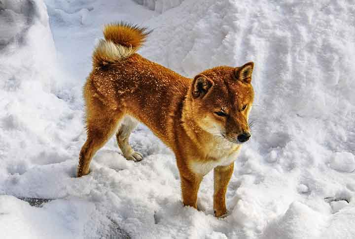 Eles não são muito de latir e adoram aventuras, visto que dispõem de muita energia e agilidade. Você deve se lembrar de ter visto essa raça em memes, que tomaram a internet por conta de suas expressões adoráveis e, claro, engraçadas.