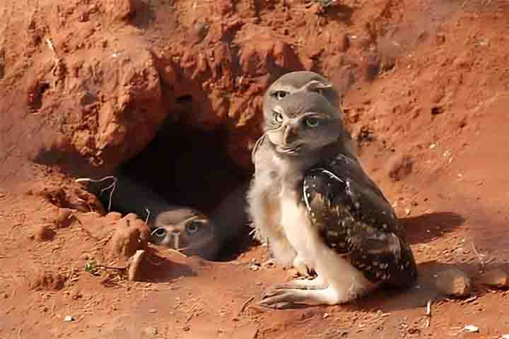 Quando alguém pede para imaginar um ninho, a imagem tradicional vem à mente. Mas existem diversos tipos curiosos pelo mundo. Os ninhos são estruturas construídas por animais, principalmente aves, para abrigar e proteger seus filhotes. Eles servem para evitar o acesso de predadores e para permitir o desenvolvimento das crias.