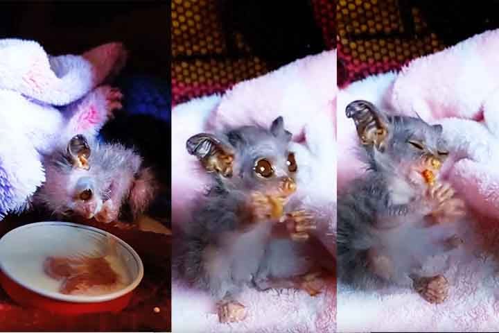 O animal, ainda mais vulnerável por sua aparência delicada, foi identificado como um bush baby, também conhecido como galago. Esse pequeno primata noturno é nativo da África Subsaariana, e o filhote resgatado foi descrito como o menor galago que o hospital já havia atendido. 