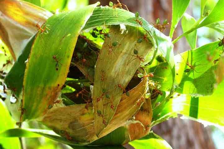 Formiga tecelã (Oecophylla smaragdina): Elas criam ninhos suspensos em árvores, unindo folhas usando um fio de seda que suas larvas produzem, formando estruturas que podem abranger várias folhas, como pequenos condomínios.