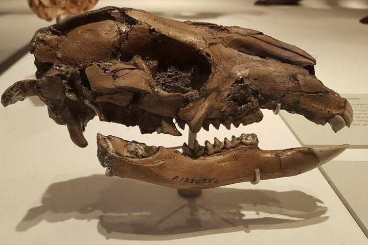 Ao analisar os fósseis encontrados nas cavernas, os pesquisadores descobriram que os cangurus-gigantes viveram ali entre 500 mil e 280 mil anos atrás. 