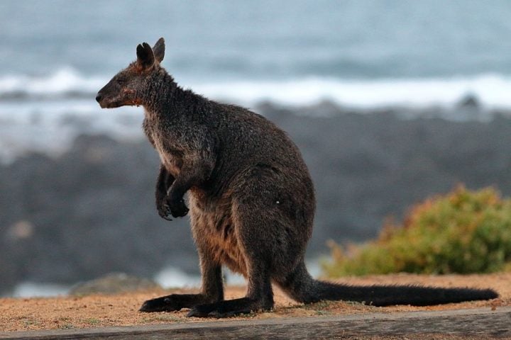 Os cangurus-wallaby são menores e têm pernas mais curtas, o que os torna mais adequados para viver em florestas.