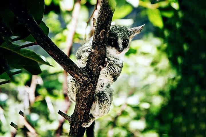 Os galagos, ou bush babies, são primatas pequenos que pertencem à família Galagidae. Existem cerca de 20 espécies conhecidas de galagos, e acredita-se que muitas outras ainda não foram identificadas.