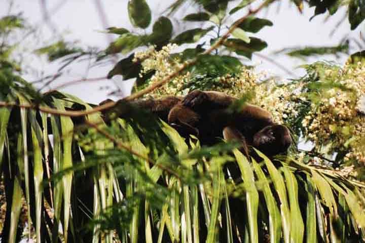 Macaco-barrigudo (Lagothrix lagotricha): Embora muitos macacos não construam ninhos, o macaco-barrigudo, comum na Amazônia, faz plataformas de folhas nas árvores para descansar e dormir, especialmente quando se sentem ameaçados ou querem manter seus filhotes seguros.