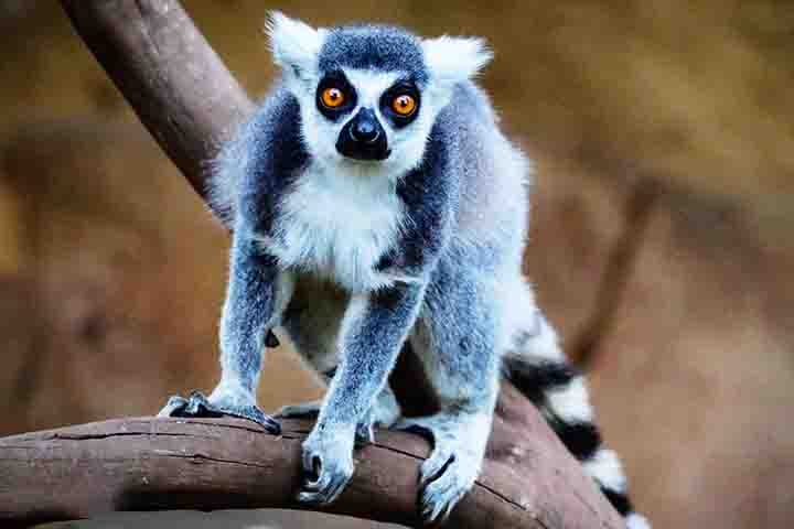 Suas caudas longas e finas são características marcantes, sendo mais escuras na ponta e mais claras na base. Além disso, os galagos possuem dedos longos e almofadados, o que facilita sua habilidade de agarrar galhos enquanto se deslocam pelas árvores.