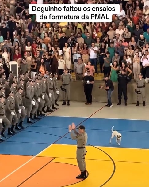 Enquanto os novos policiais militares participavam do evento com a maior seriedade possível, o cachorrinho chamava a atenção com uma certa falta de sincronia.