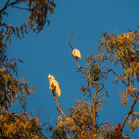 Barulhentas, ativas e coloridas, as cacatuas têm bicos encurvados e pés com grande capacidade de movimentação, usados para andar, trepar em árvores e levar comida à boca.