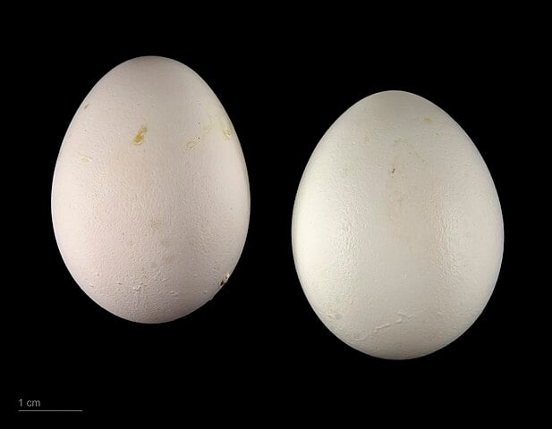 A partir dos 4 anos de vida, já se encontram maduras para a procriação. A fêmea põe de 2 a 3 ovos que ela e o macho chocam, alternadamente, durante 26 a 30 dias, enquanto os filhotes dão seu primeiro voo após nove semanas. 