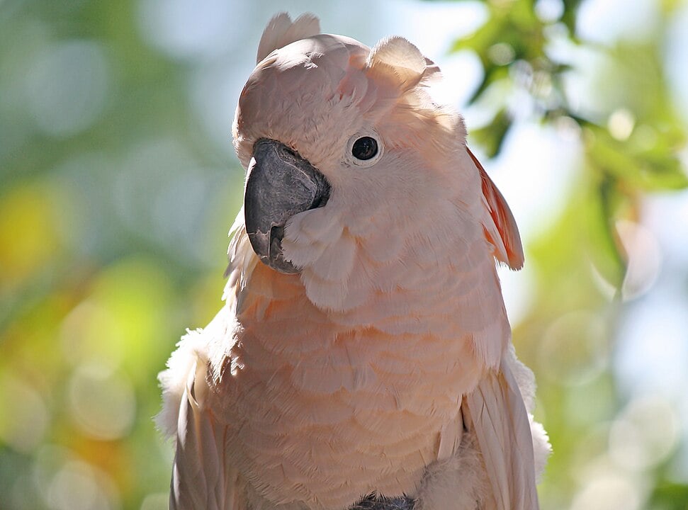 As cacatuas têm uma expectativa de vida que varia de 30 a 75 anos. O que torna esta ave diferente das demais é a sua crista, que levanta e abaixa dependendo do seu estado de humor.
